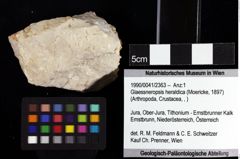 Foto (Objket + Etiketten) von Glaessneropsis heraldica (Moericke, 1897) 